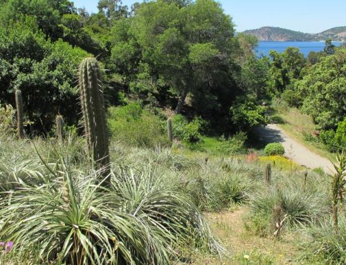 Découvrir le Domaine du Rayol depuis Cavalaire-sur-Mer